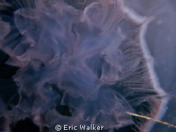 Inside a jellyfish by Eric Walker 